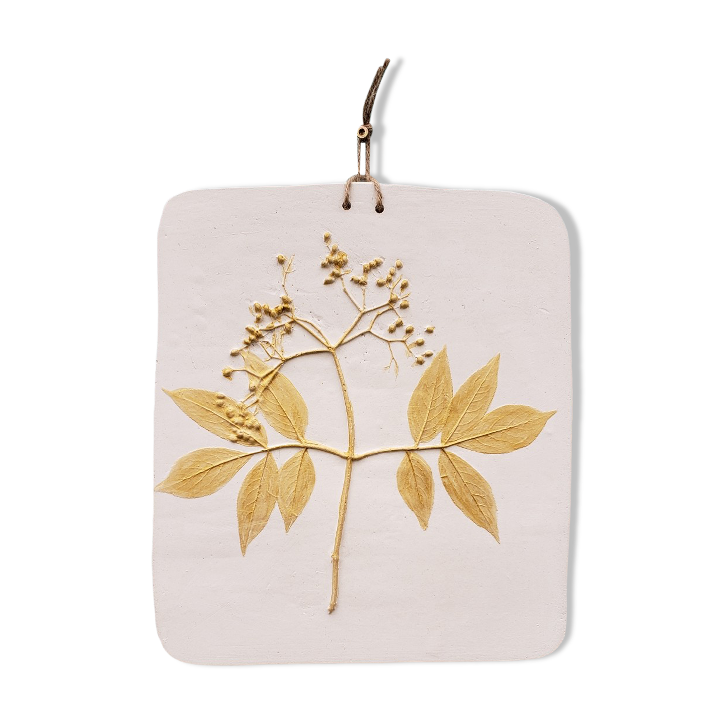 Plant table elderberry