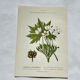 Old botanical engraving from the 19th century – Coloured botanical plates