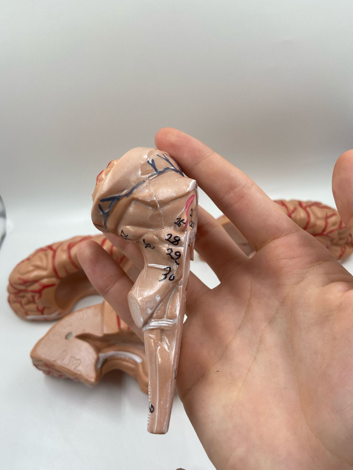 Anatomical brain model