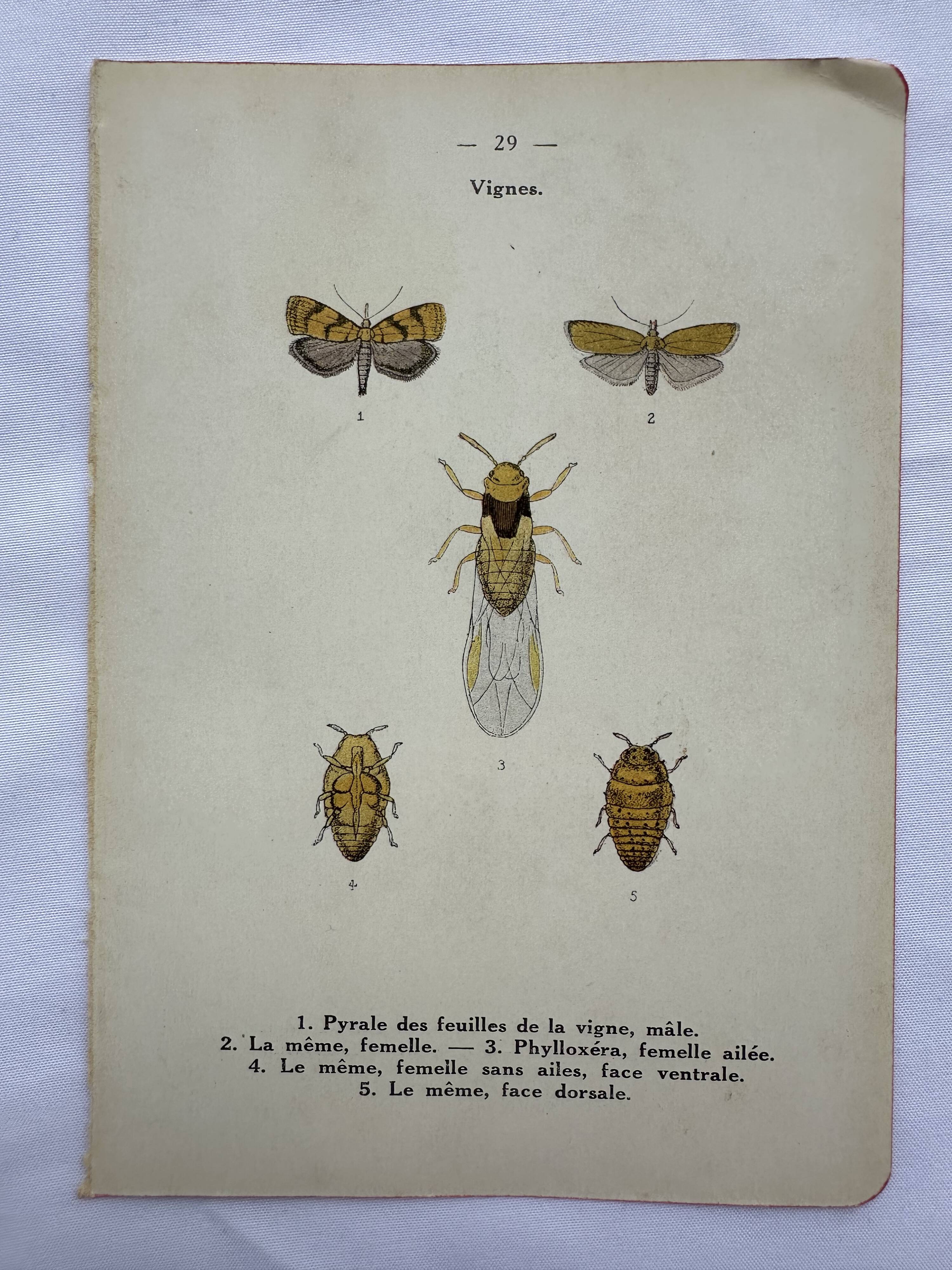 Old lithograph vintage insect