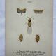 Old lithograph vintage insect