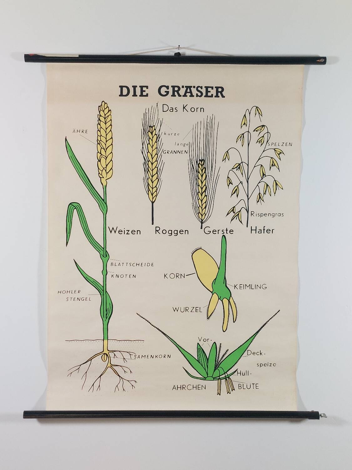 Vintage educational wall hanging roll chart biology plants botanic