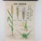 Vintage educational wall hanging roll chart biology plants botanic