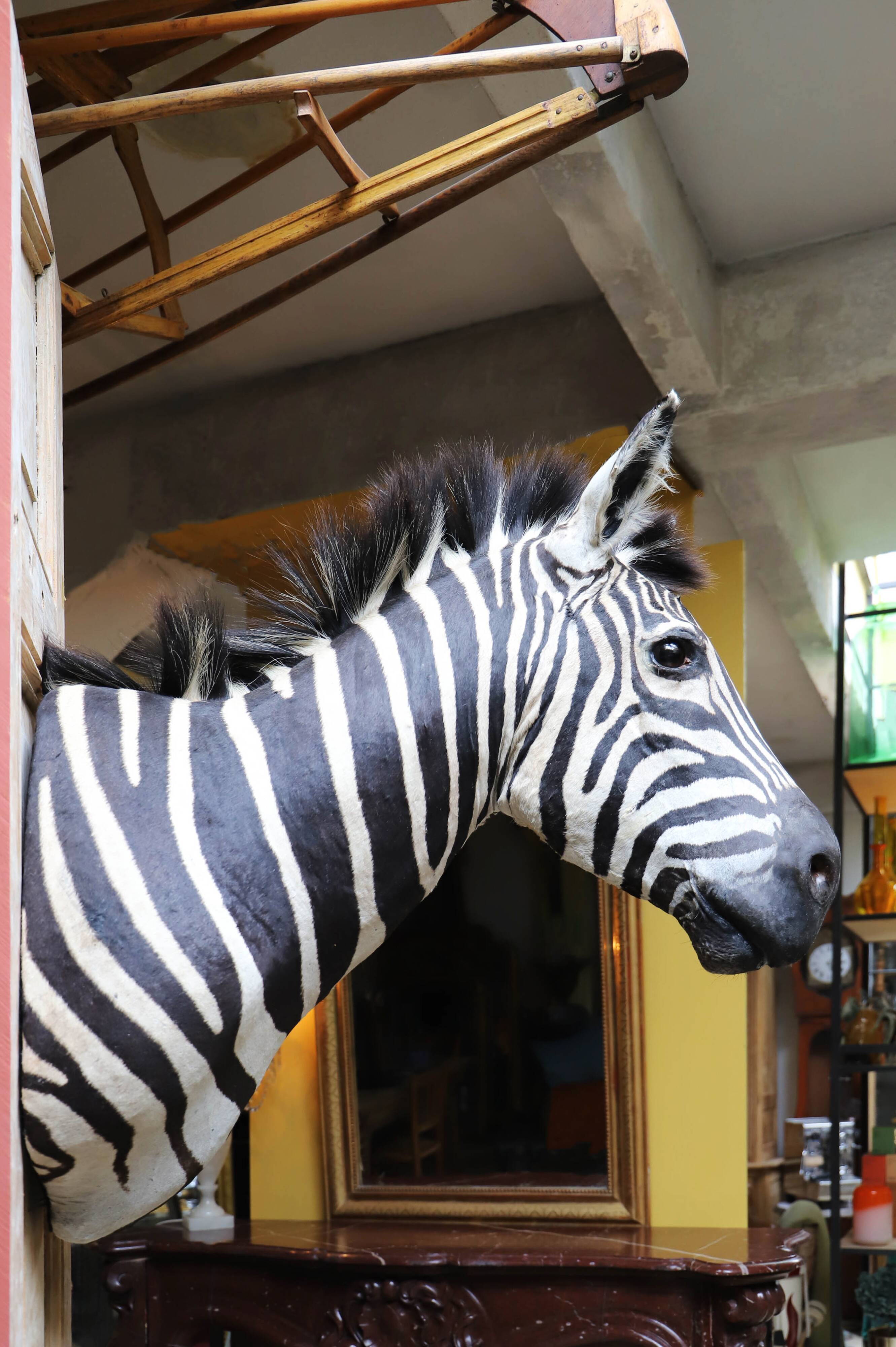 Zebra Taxidermy Set
