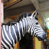 Zebra Taxidermy Set