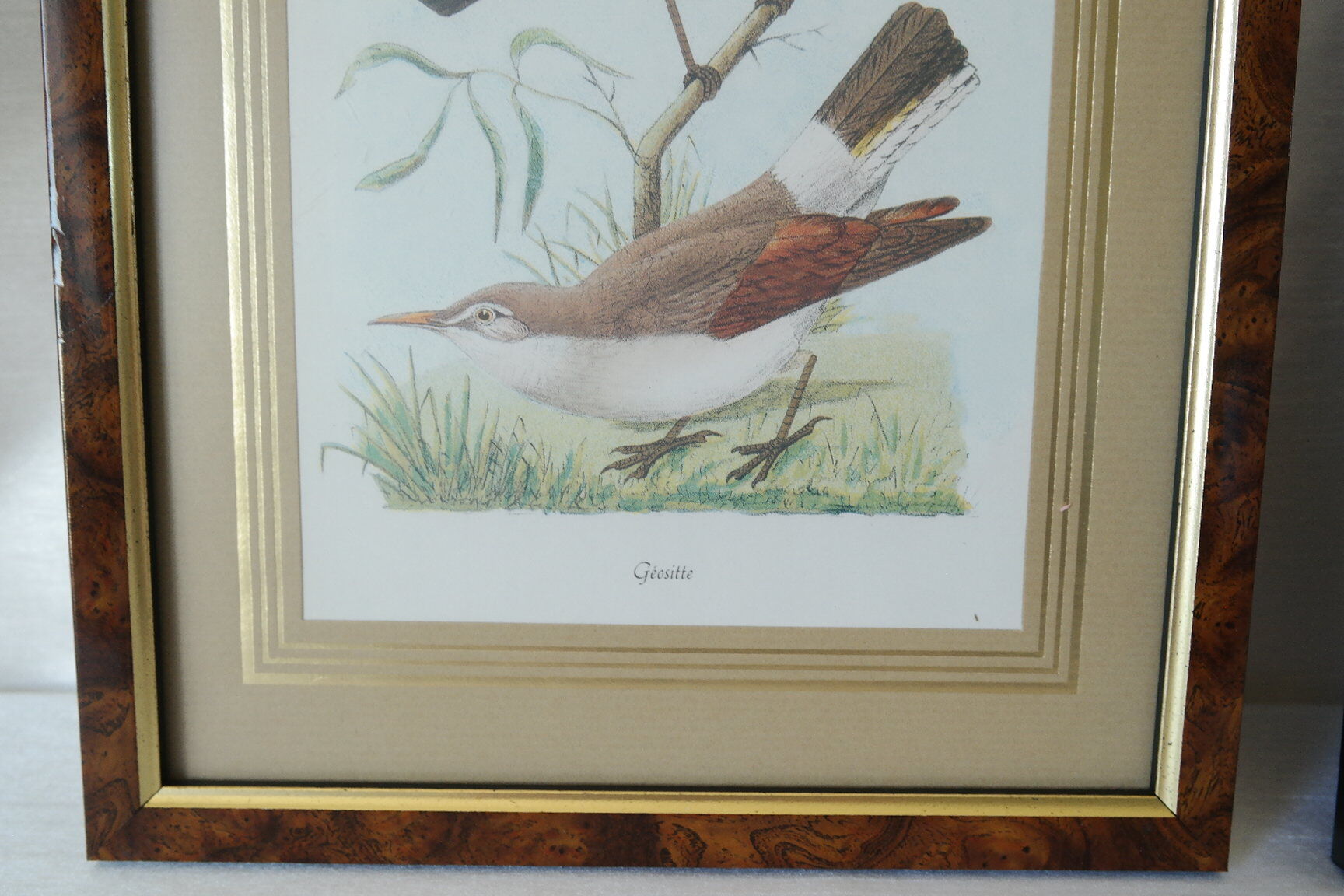 Pair of framed bird engravings
