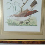 Pair of framed bird engravings
