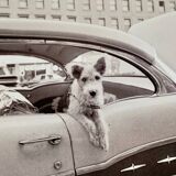 “Dog Leaning Out Car Window” – 1960, New York - Photo by Angelo Rizzuto