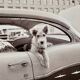 “Dog Leaning Out Car Window” – 1960, New York - Photo by Angelo Rizzuto