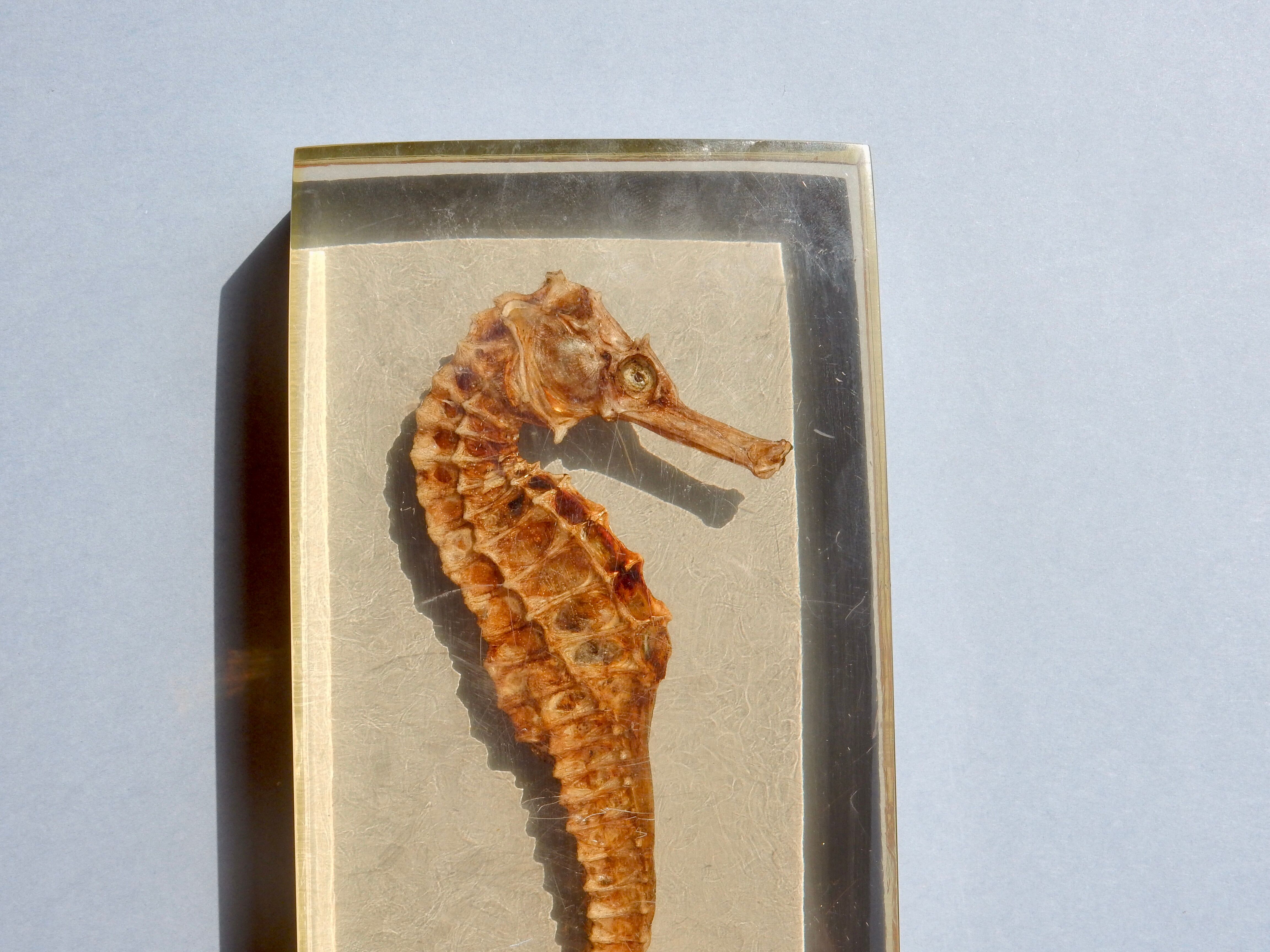 Hippocampus in taxidermy inclusion in resin block