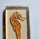 Hippocampus in taxidermy inclusion in resin block