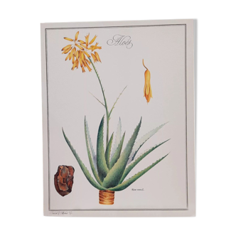 Botanical board Aloes