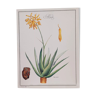 Planche botanique Aloes
