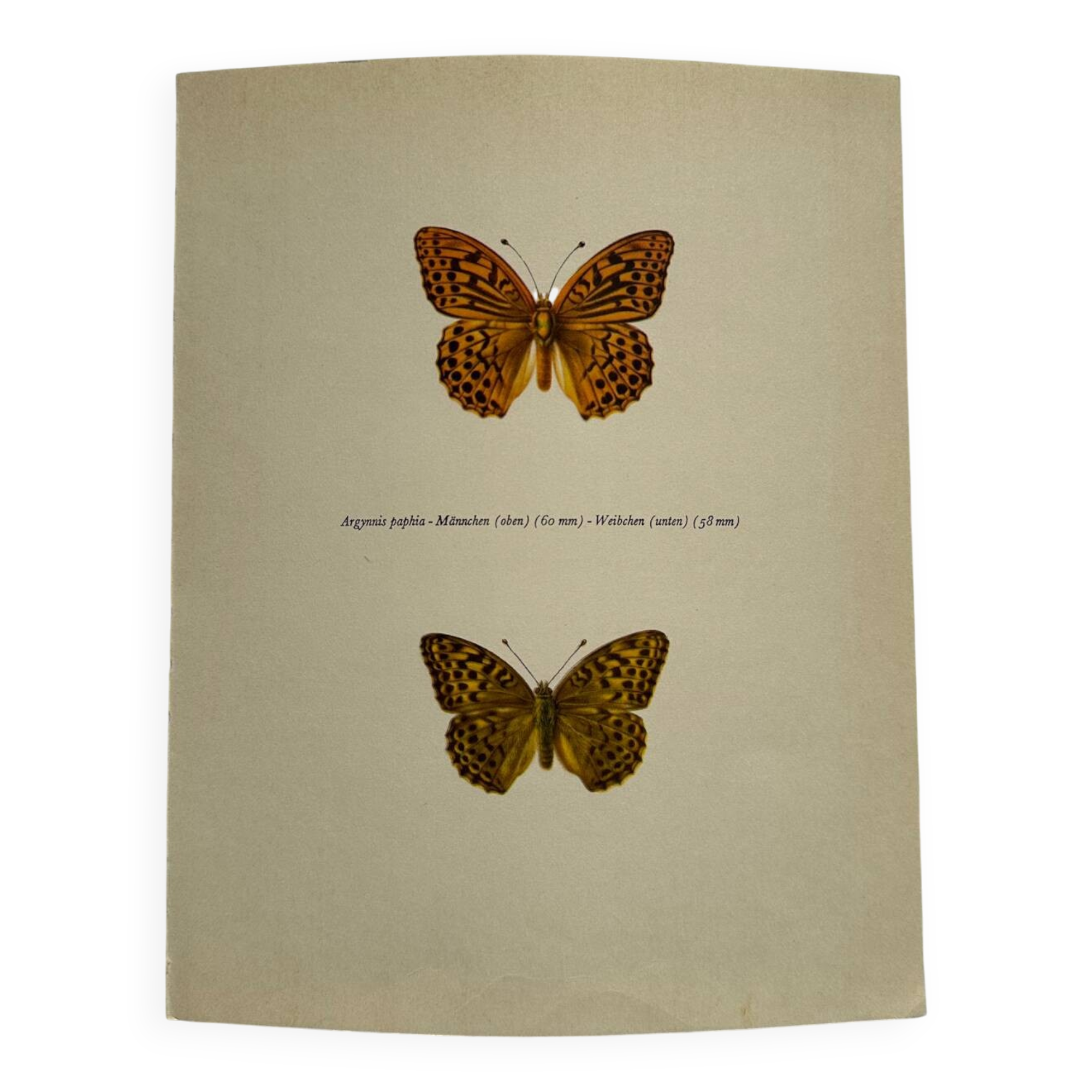 Antique butterfly engraving vintage botanical plate naturalist etching