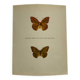 Antique butterfly engraving vintage botanical plate naturalist etching