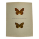 Old butterfly engraving vintage botanical plate etching naturalist