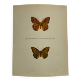 Antique butterfly engraving vintage botanical plate naturalist etching