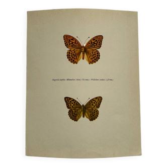 Antique butterfly engraving vintage botanical plate naturalist etching