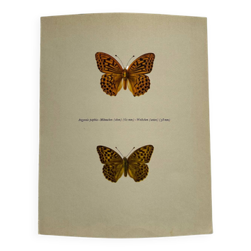 Gravure papillon ancienne planche botanique vintage eau forte naturaliste