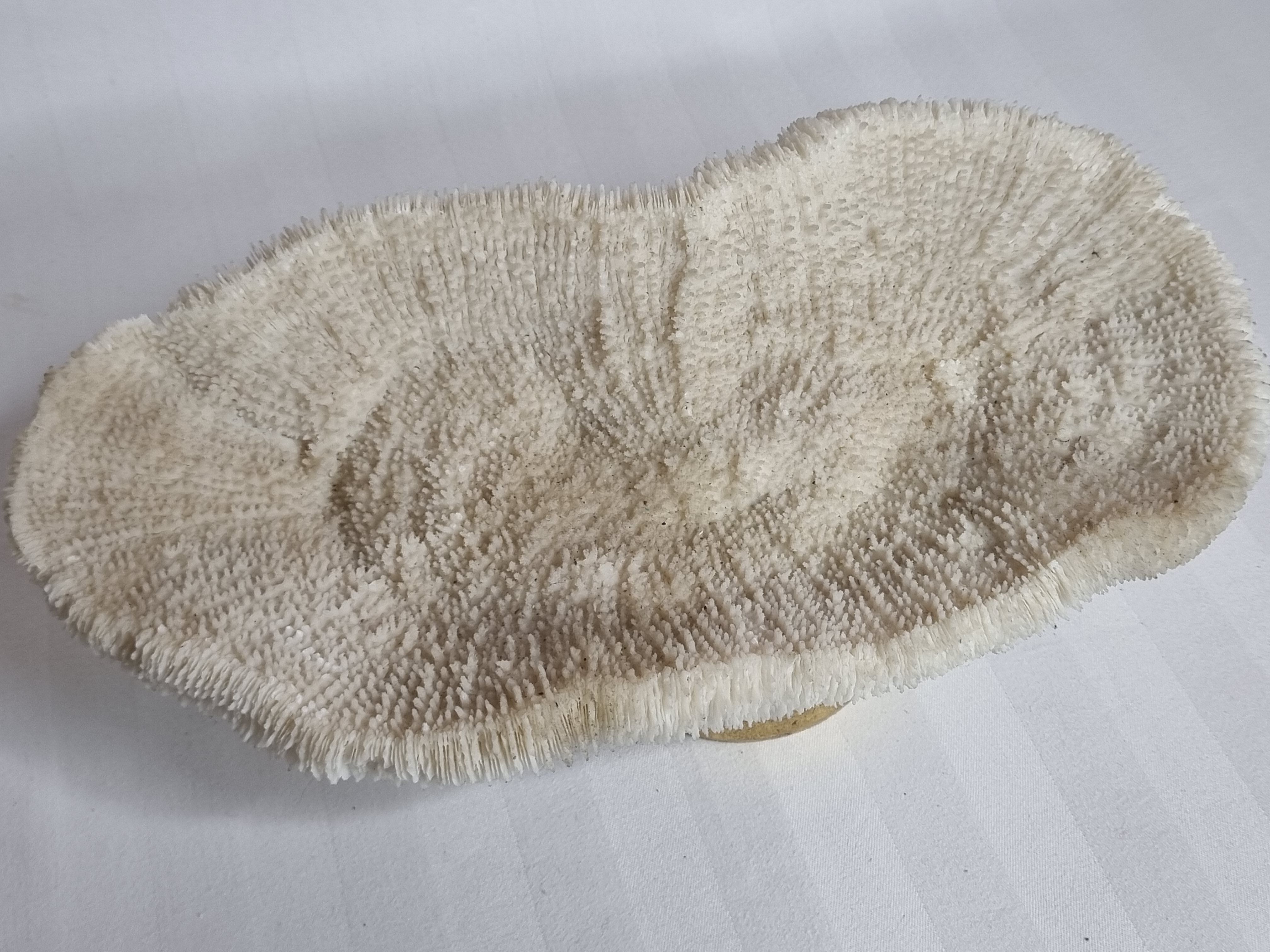 Old white coral on brass base "Pacific Shell", 28 cm