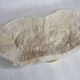 Old white coral on brass base "Pacific Shell", 28 cm