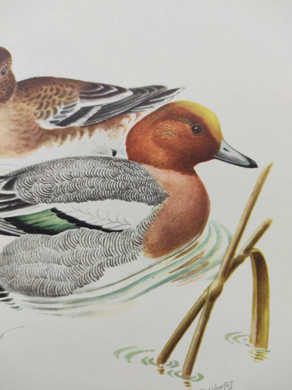 Old bird plate from the 1960s - Wigeon - Ornithological animal illustration