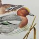 Old bird plate from the 1960s - Wigeon - Ornithological animal illustration