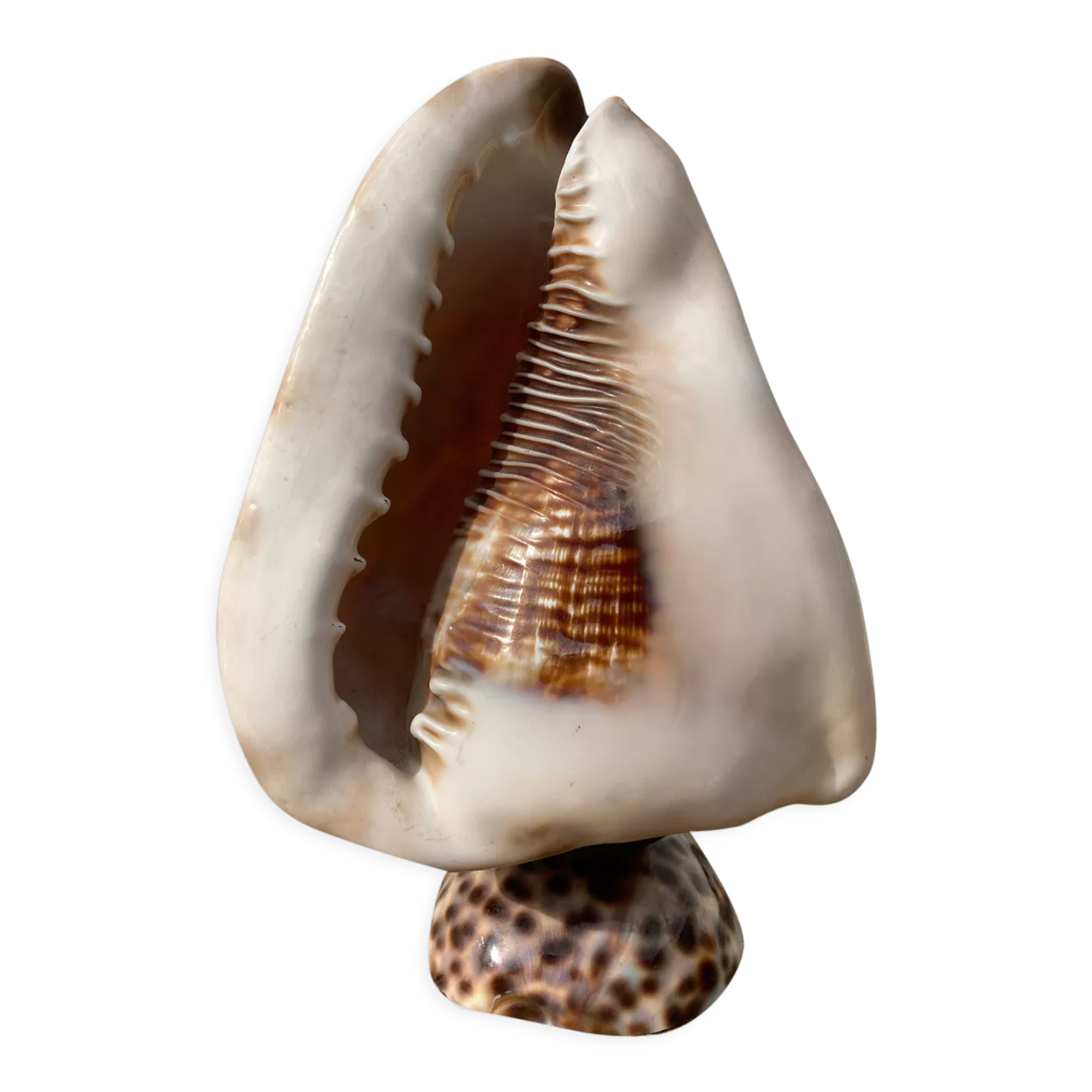 Shell lamp 1970 vintage mother-of-pearl to pose or bedside