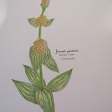 Original botanical illustration. Great gentian