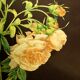 Golden frame with gold leaf - ancient botanical poster