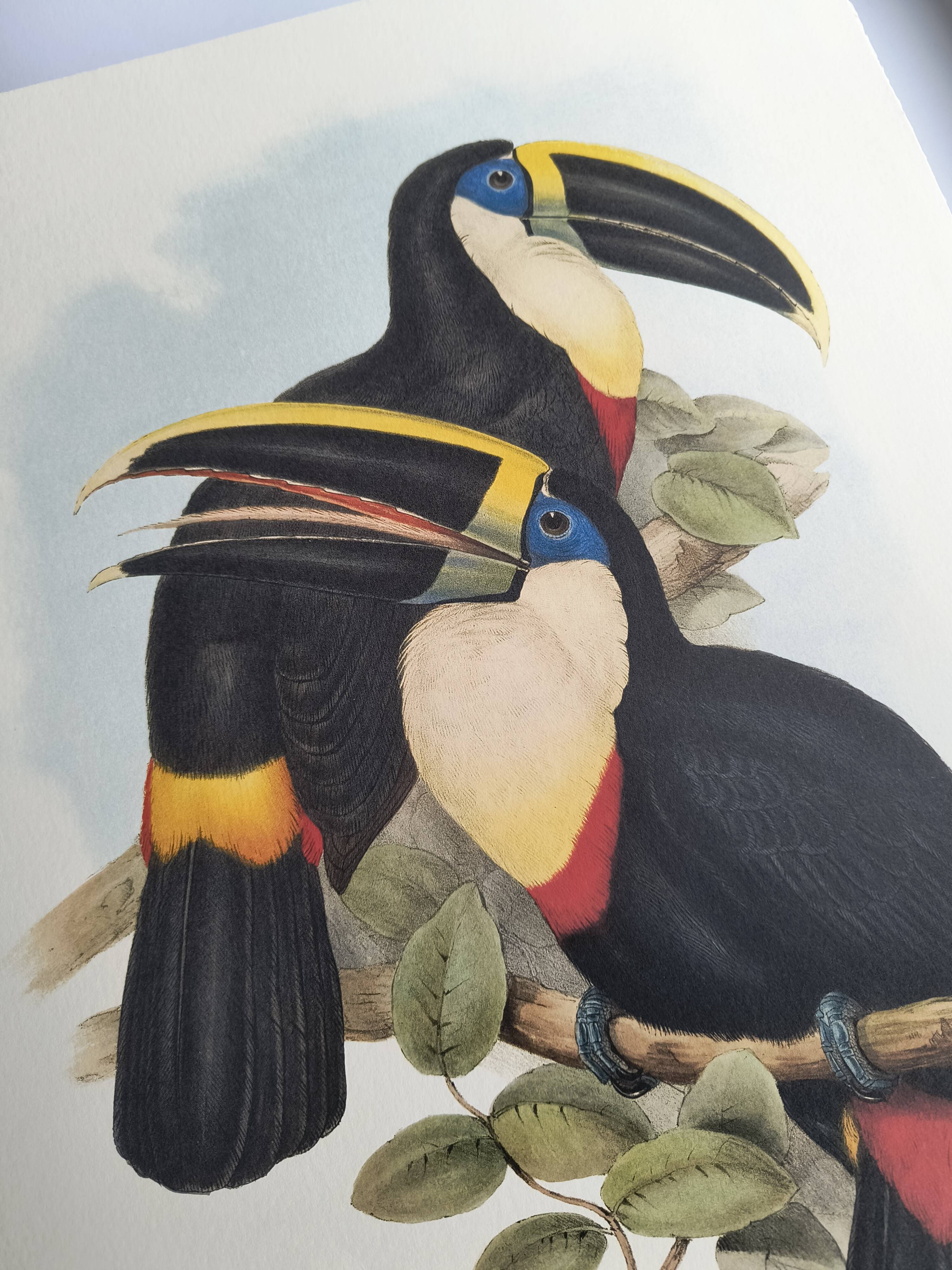 Illustration vintage - Toucan Culminatus - par J.Gould - planche oiseau