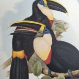 Illustration vintage - Toucan Culminatus - par J.Gould - planche oiseau