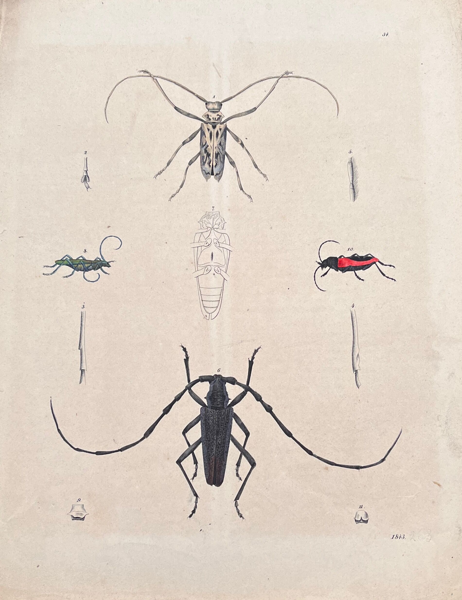 Poster (lithograph) insects