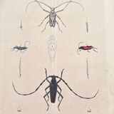 Poster (lithograph) insects