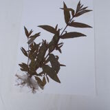 Set of 6 herbarium boards No.1