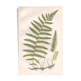 Planche ancienne botanique 1889 - Fougère des marais par A. Pratt. Gravure