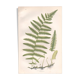 Antique botanical illustration, 1889 - Marsh fern by A. Pratt. Engraving