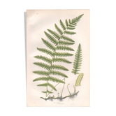Planche ancienne botanique 1889 - Fougère des marais par A. Pratt. Gravure