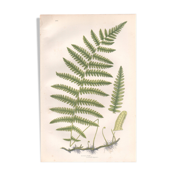 Antique botanical illustration, 1889 - Marsh fern by A. Pratt. Engraving