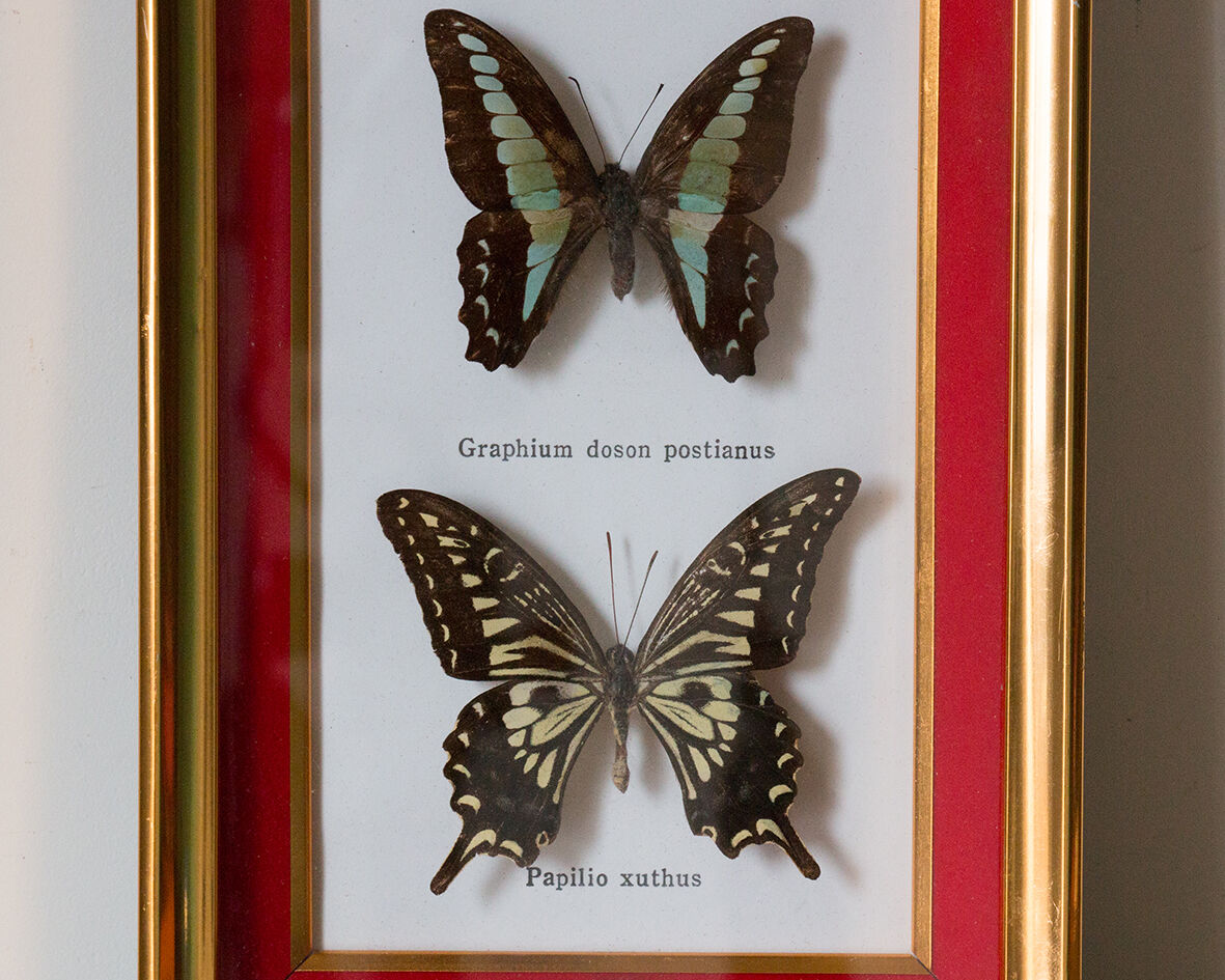 Framed butterflies