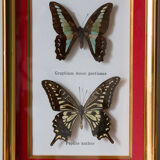 Framed butterflies