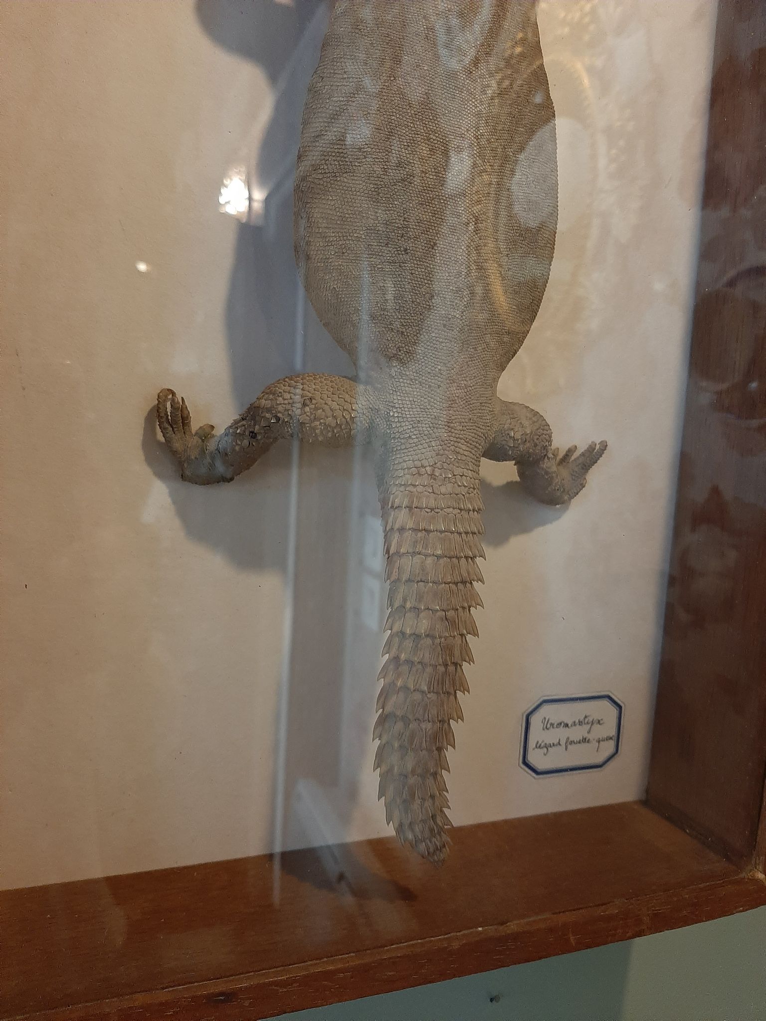 naturalized tail-whip lizard