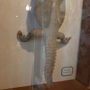 naturalized tail-whip lizard