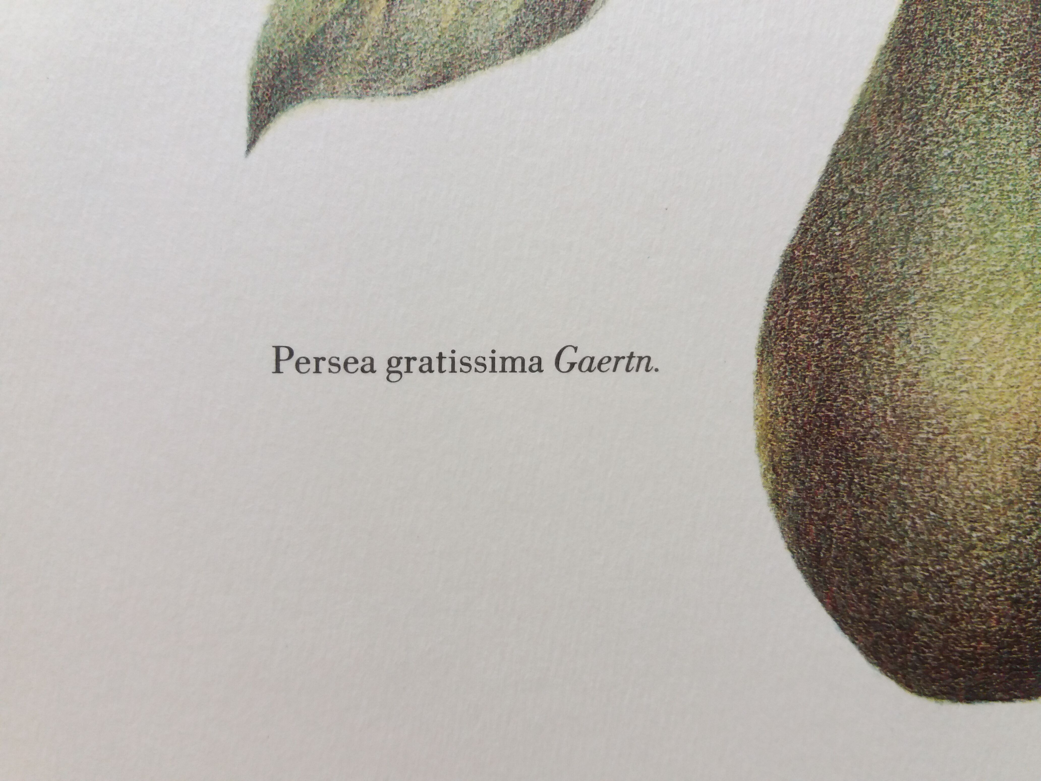 Botanical plank Avocado