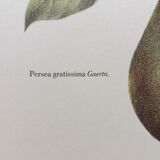 Botanical plank Avocado