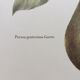 Botanical plank Avocado