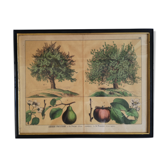 Framed botanical poster "The pear tree, the apple tree"