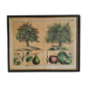 Framed botanical poster "The pear tree, the apple tree"