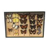 Butterfly frame under glass