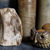 Free form sculpture in fossil wood